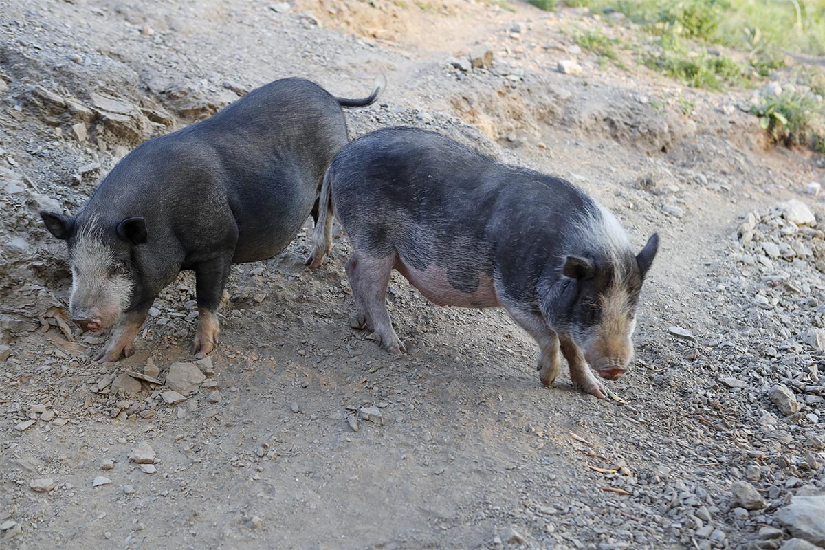 Camera e Colazione - Pigs in Martirano Lombardo Calabria