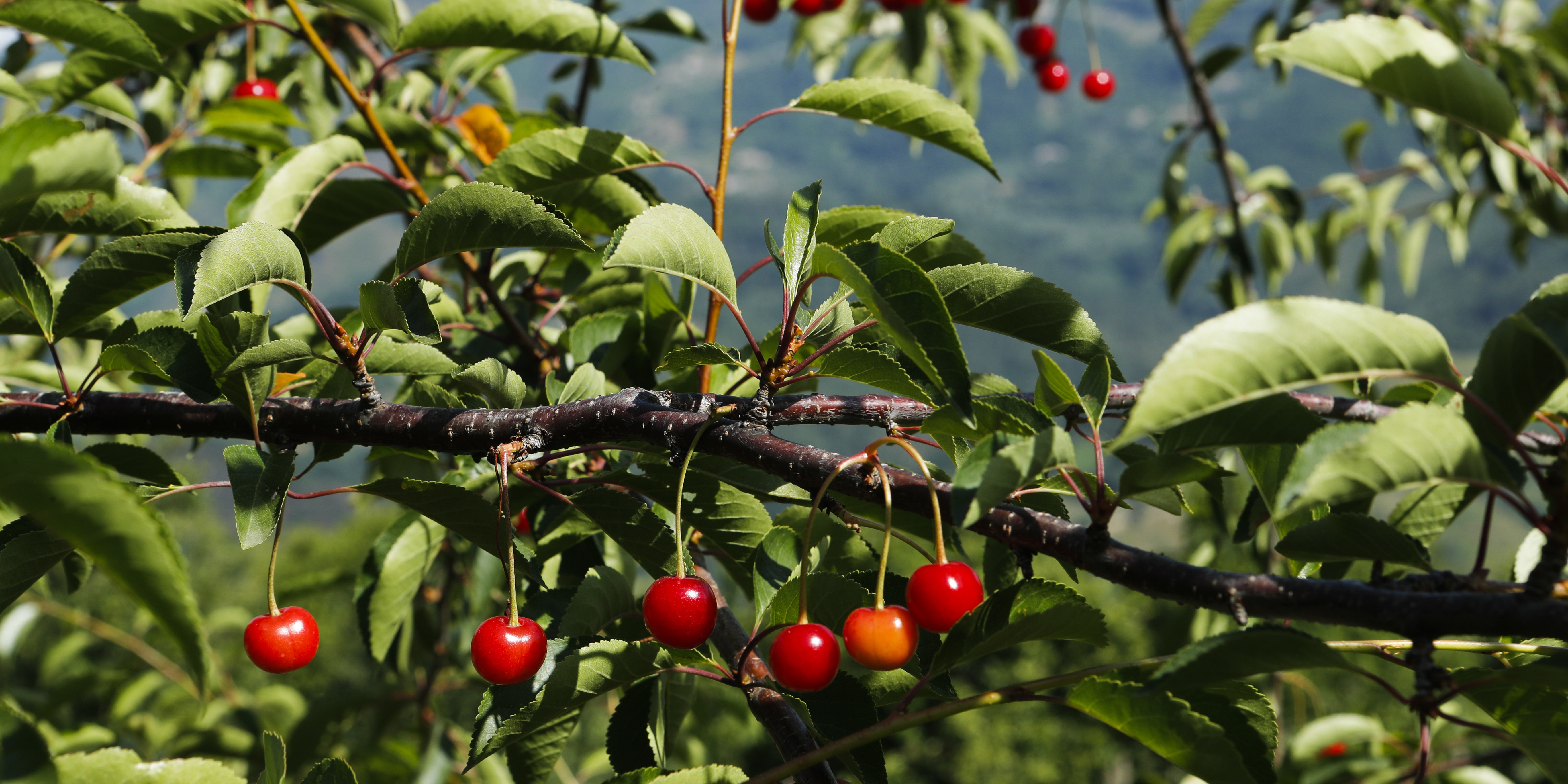 Camera e Colazione - Unsere Kirschen